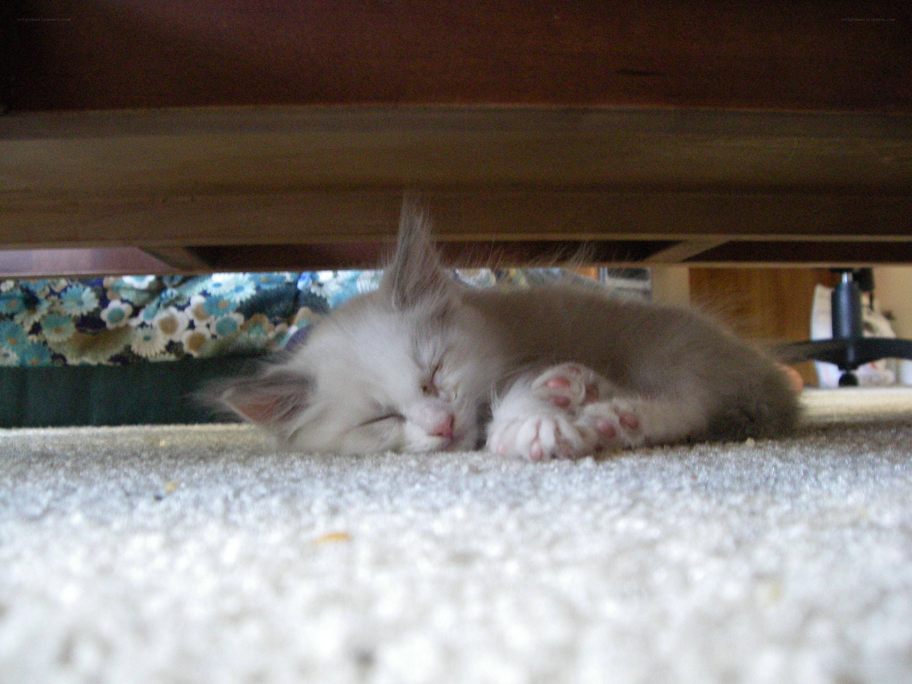 kitten sleeping under furniture