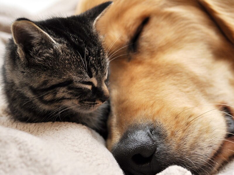 kitten sleeping with dog