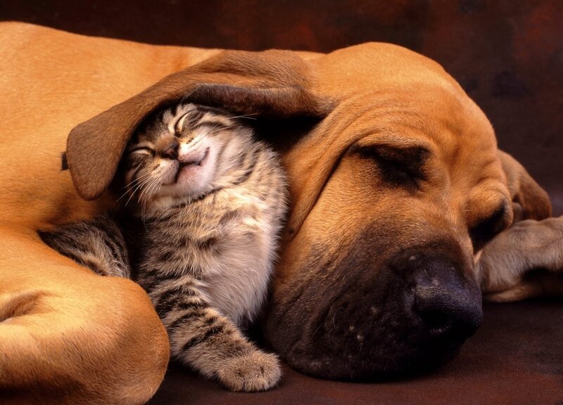Kitten Sleeping with Dog — Brown, Peaceful, Photograph