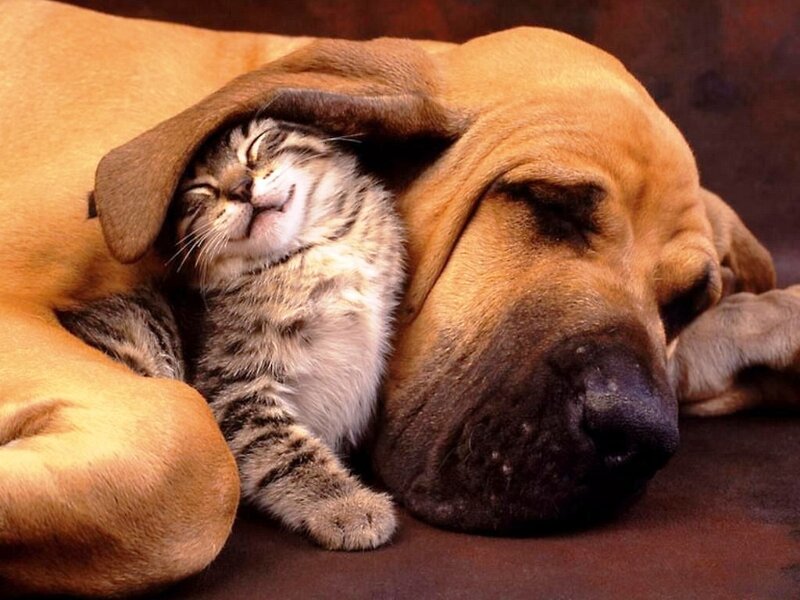 Kitten Sleeping with Dog — Brown