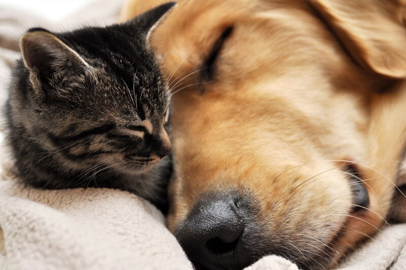 kitten sleeping with dog