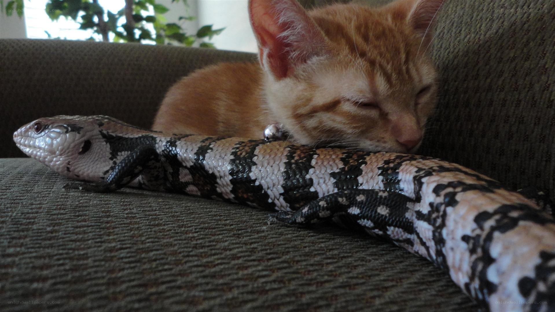 kitten sleeping with lizard