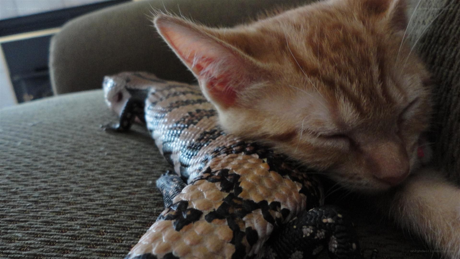 kitten sleeping with lizard