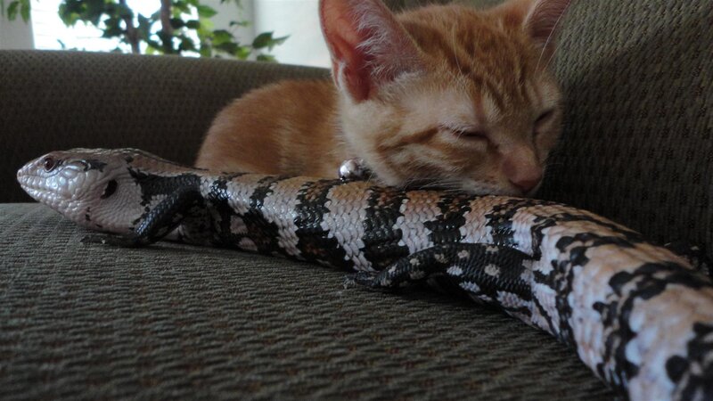 Kitten Sleeping with Lizard — Orange