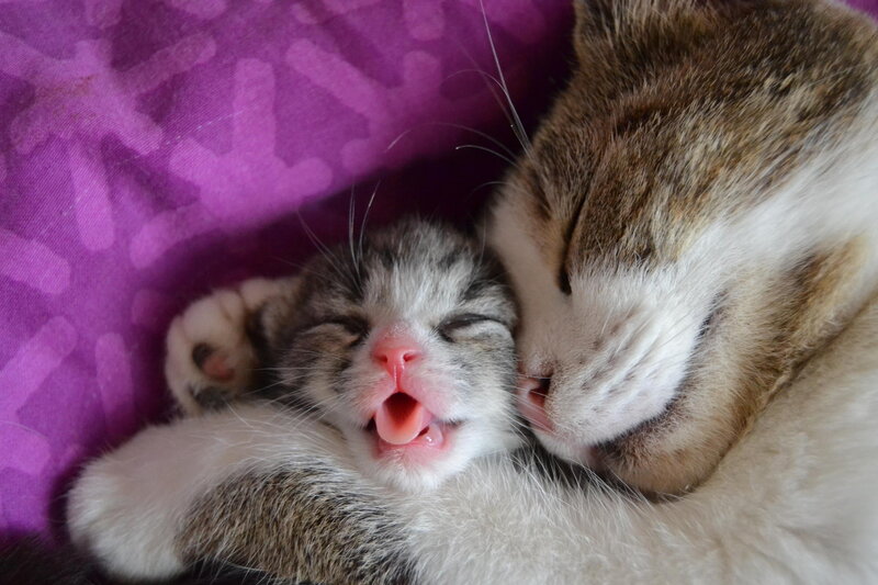 Kitten Sleeping with Mother