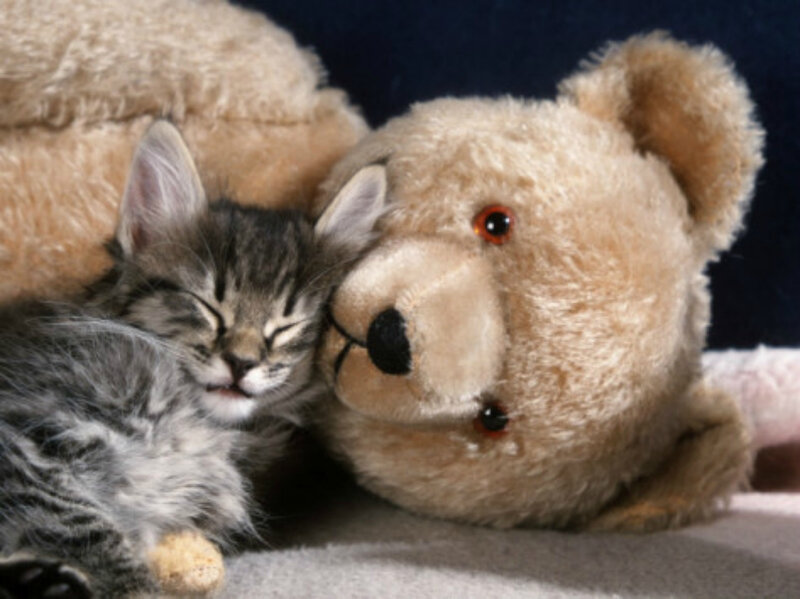 Kitten Sleeping with Teddy Bear