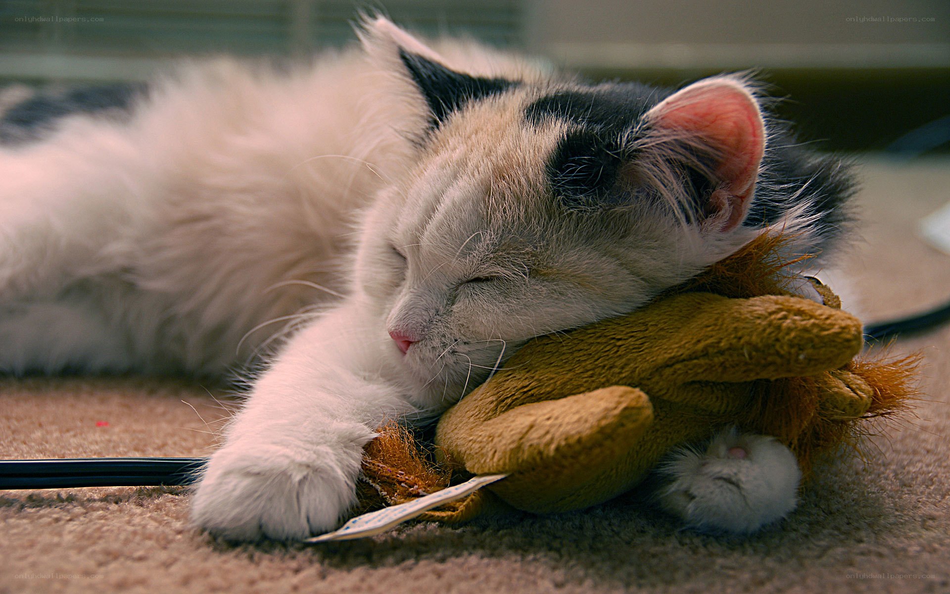 kitten sleeping with toy