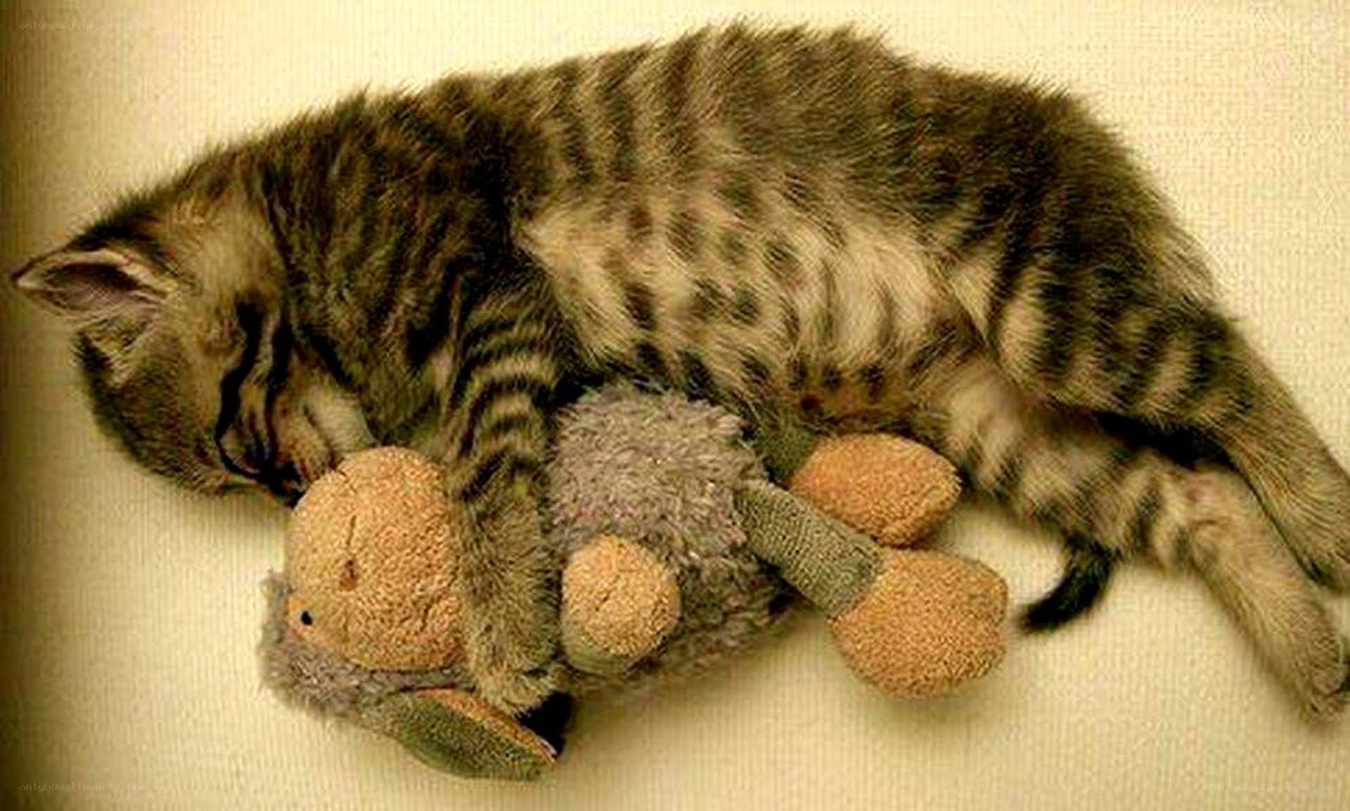 Kitten sleeping with toy