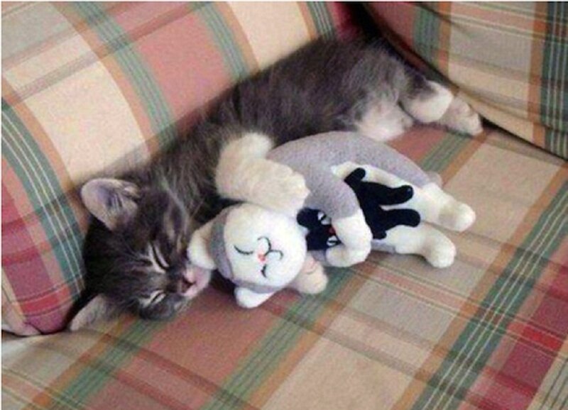 Kitten Sleeping with Toy — Gray