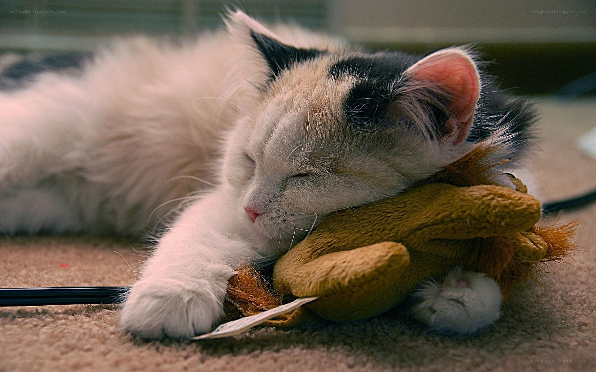kitten sleeping with toy