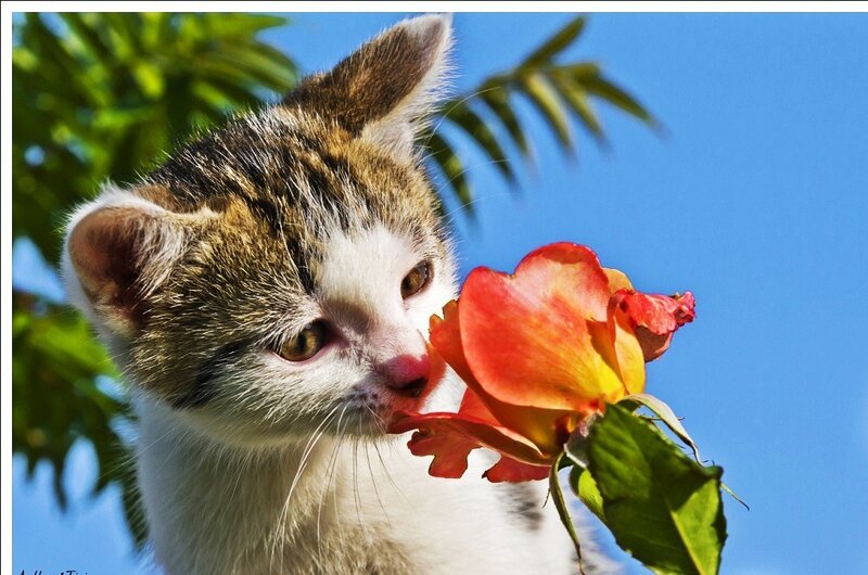 kitten smelling a rose