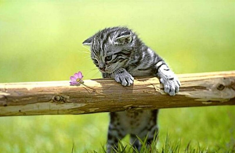 kitten sniffing a flower