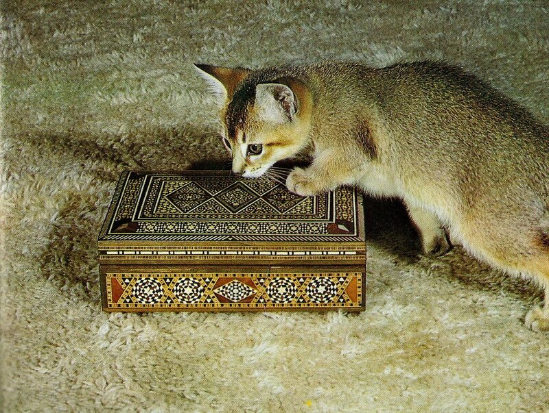 Kitten Sniffing Box