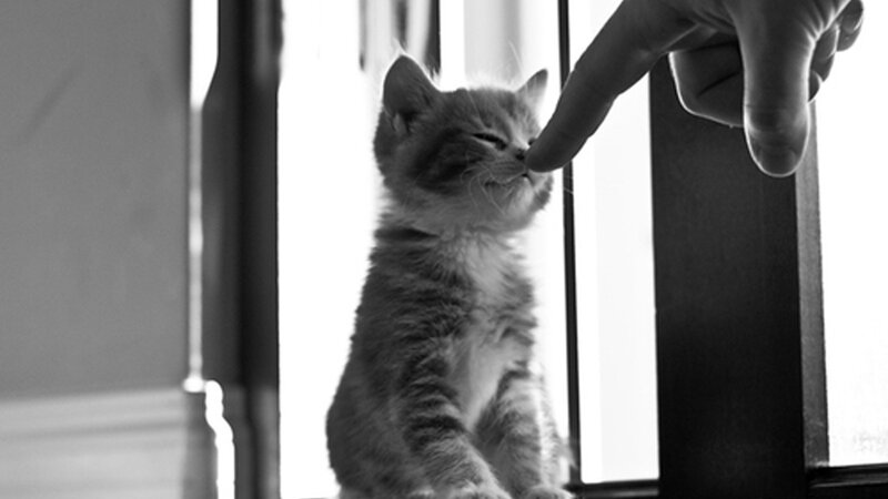 Kitten Sniffing Finger