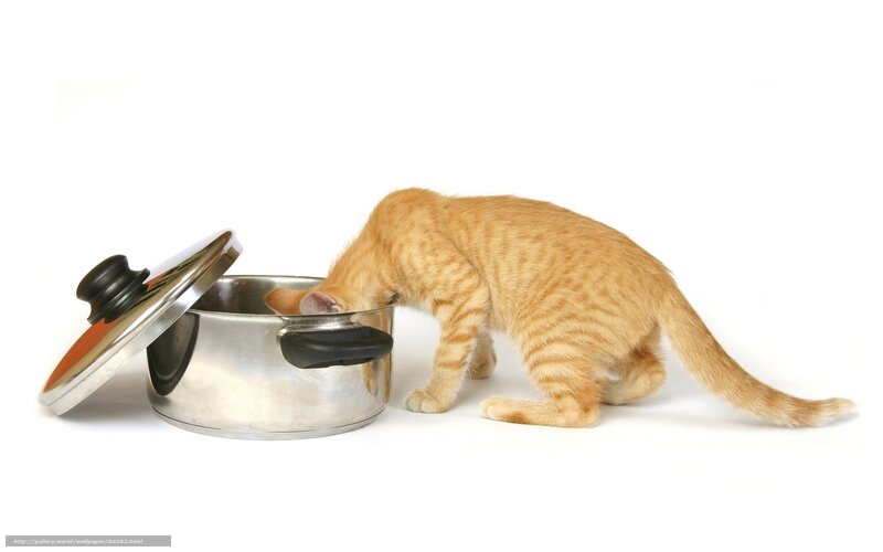 kitten sniffing pot