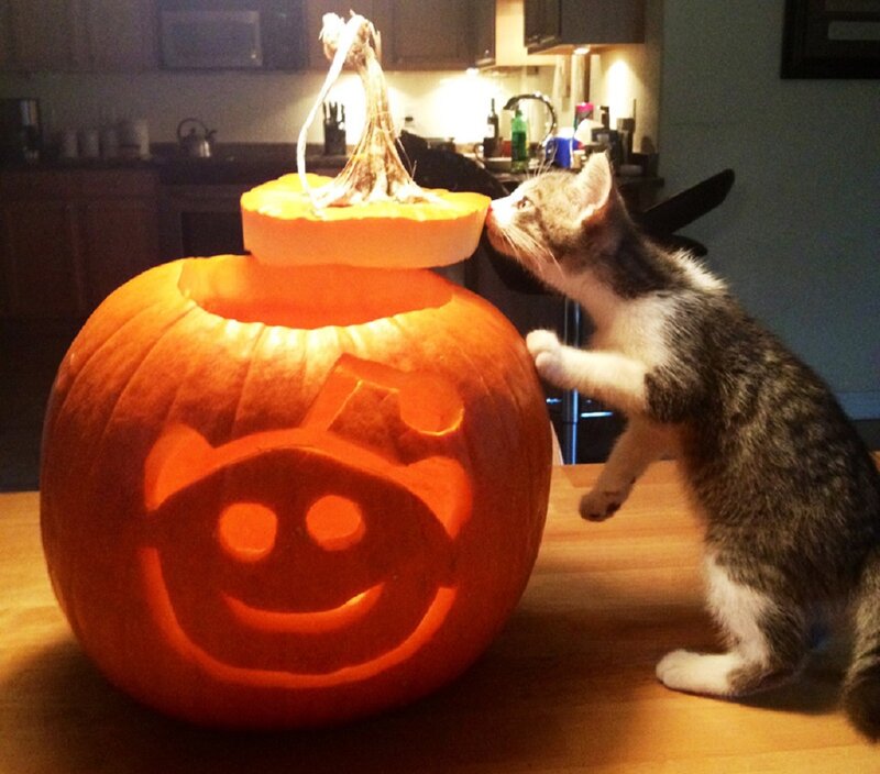 Kitten Sniffing Pumpkin