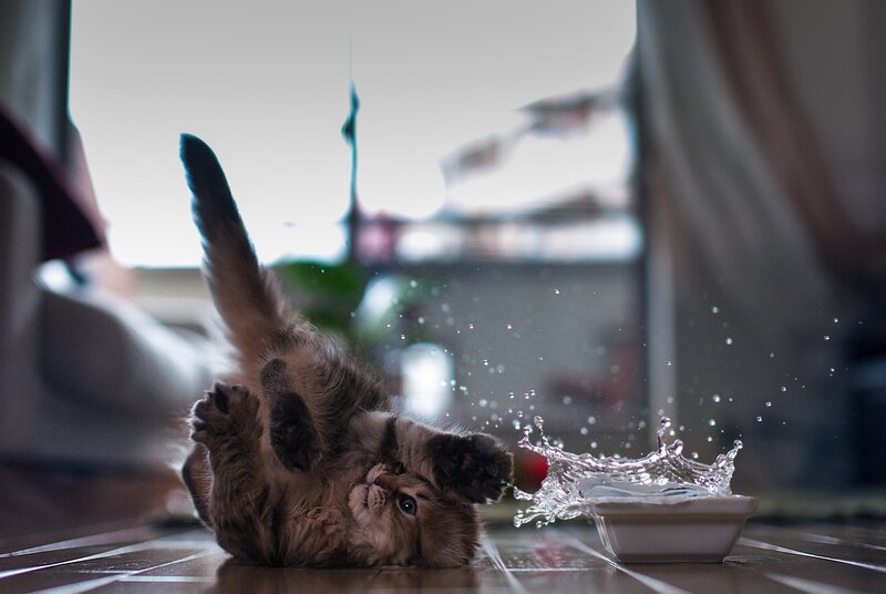 kitten splashing in water bowl