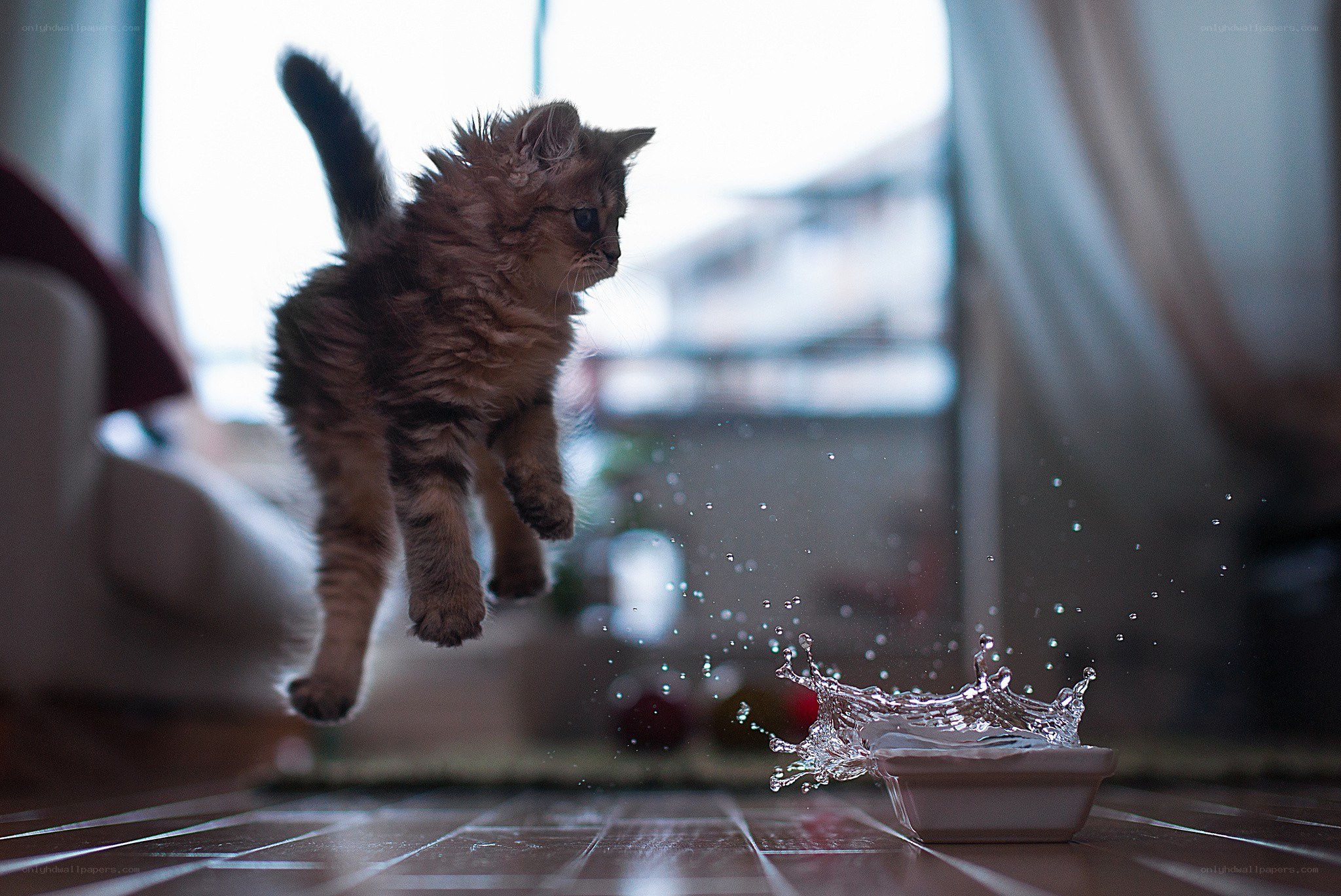 kitten splashing in water
