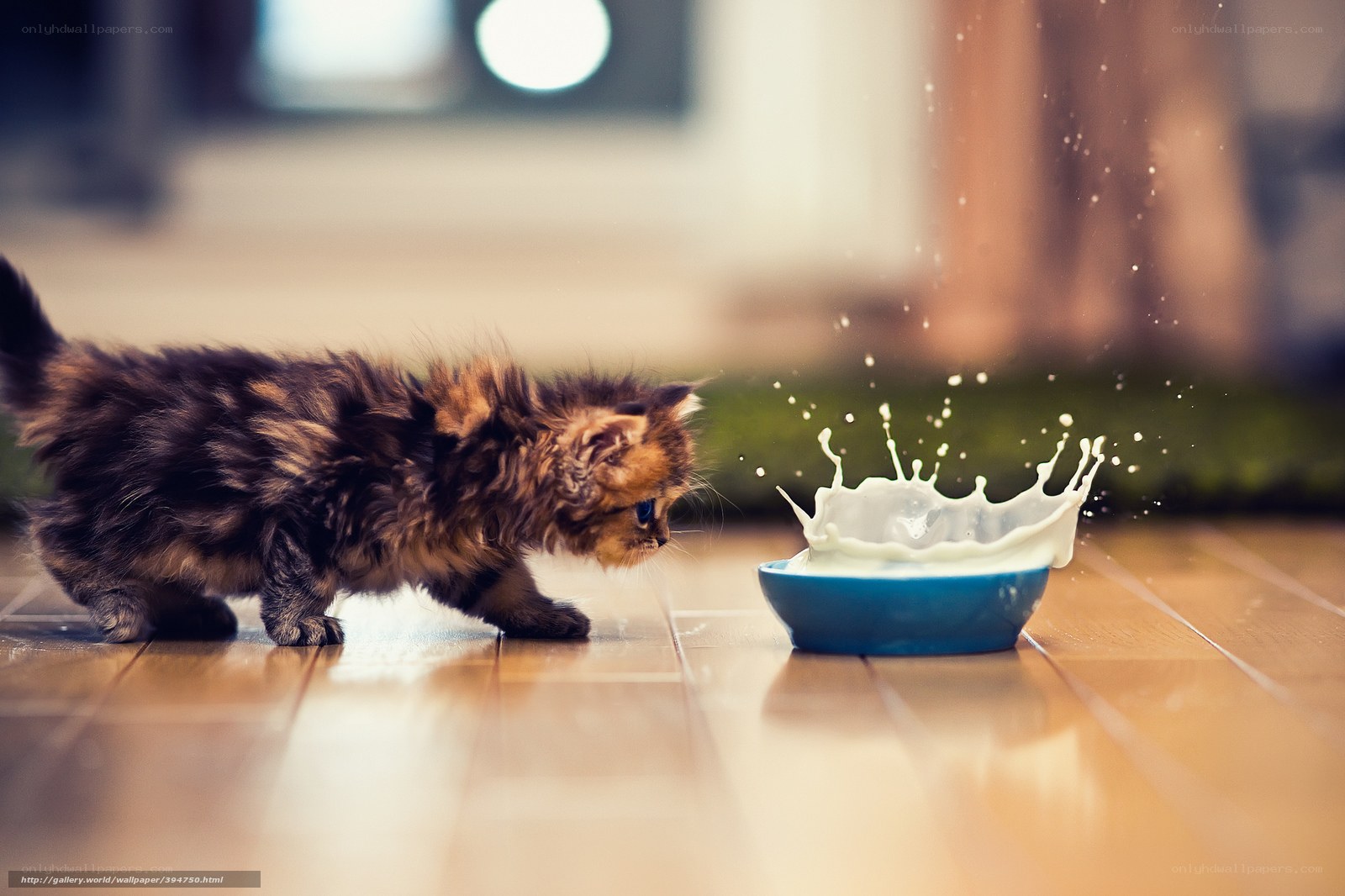 kitten splashing milk