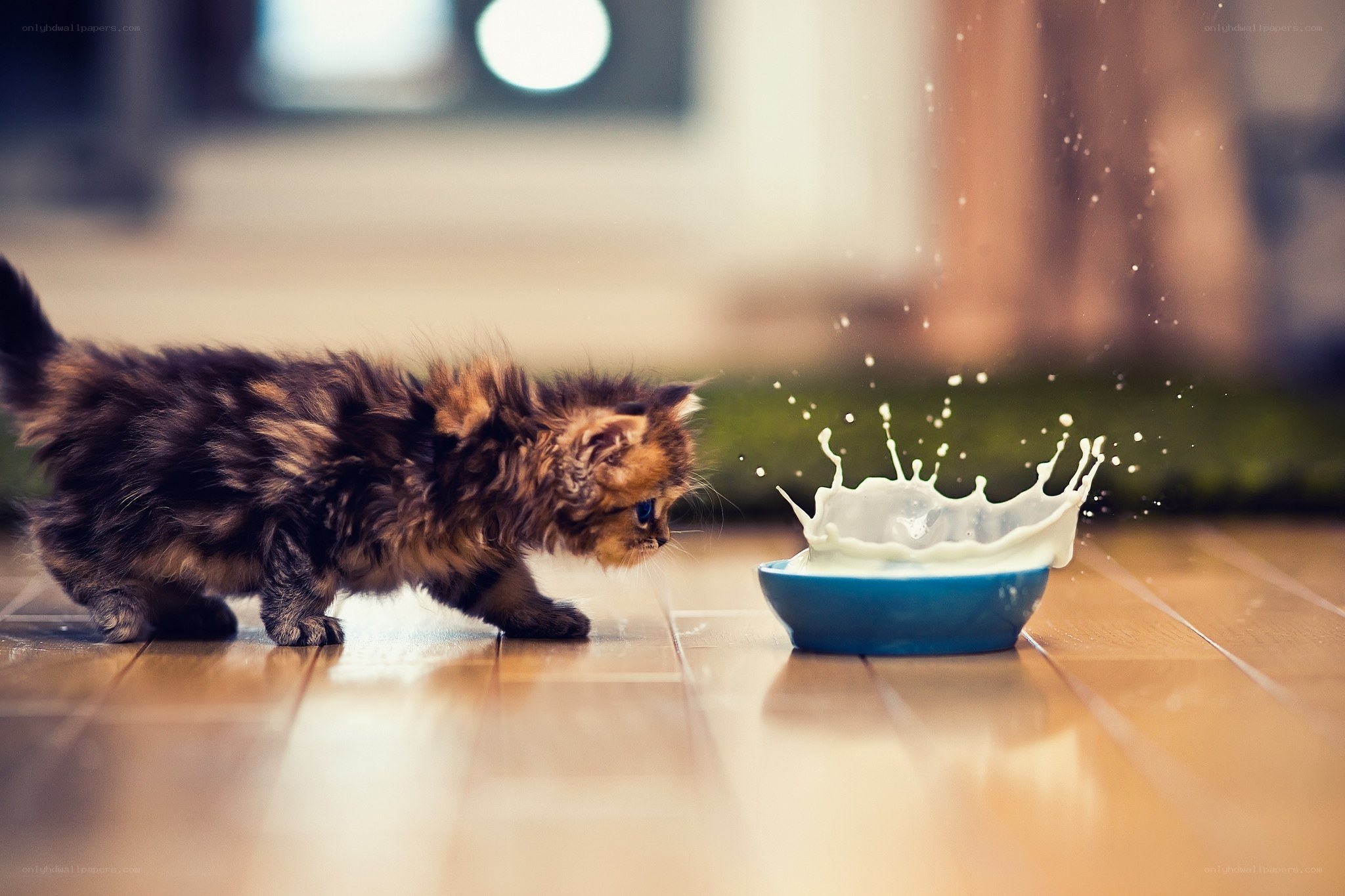 kitten splashing milk