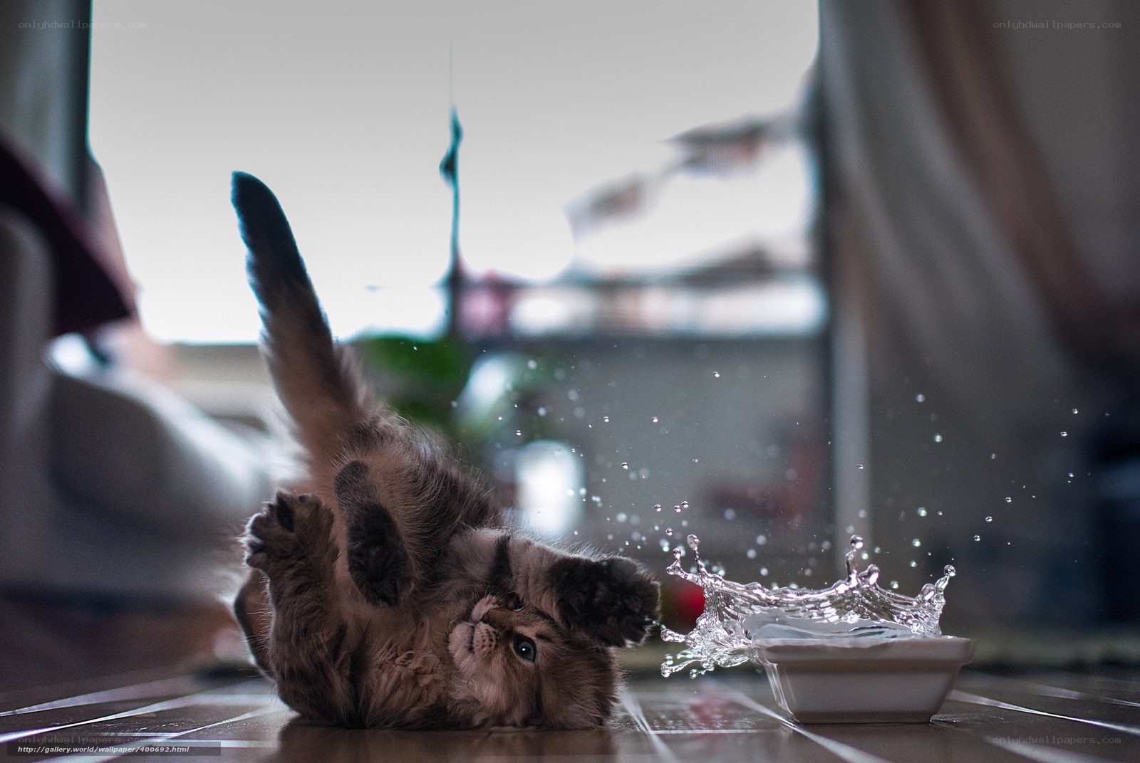 kitten splashing water