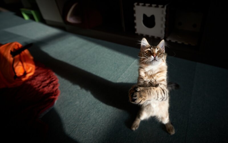 kitten standing on hind legs