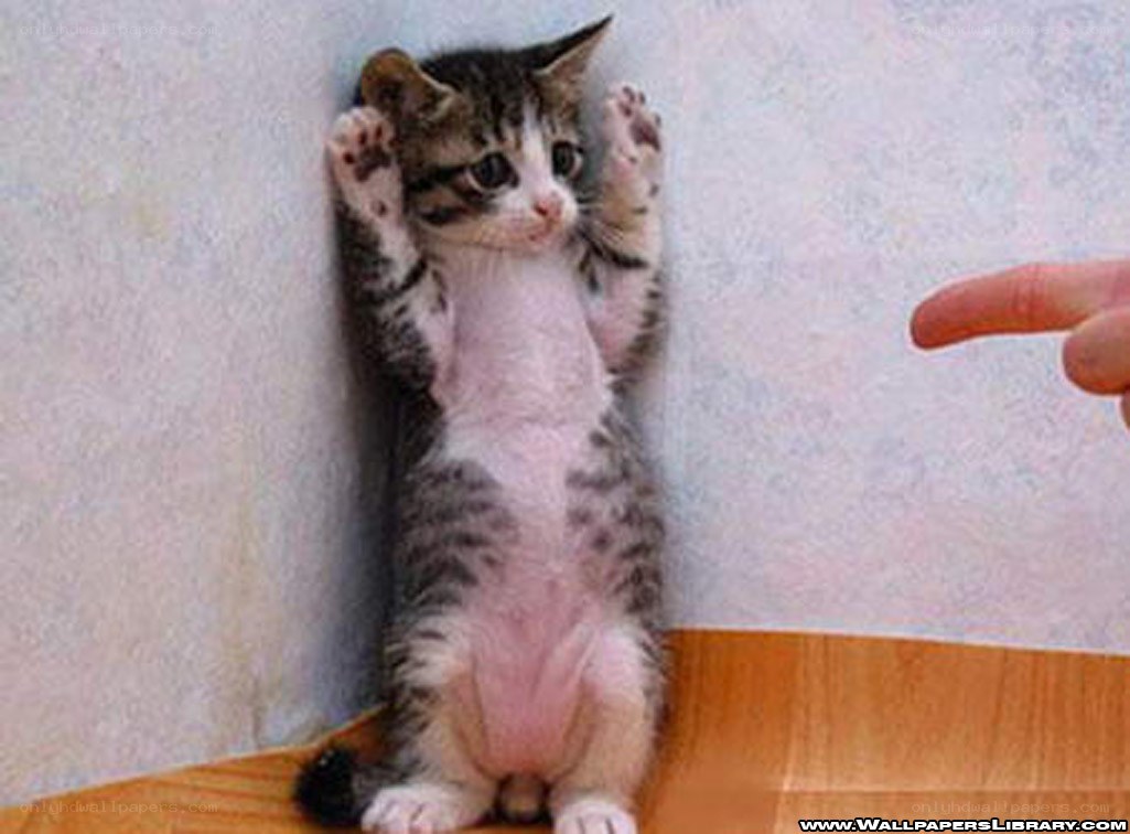 kitten standing on hind legs