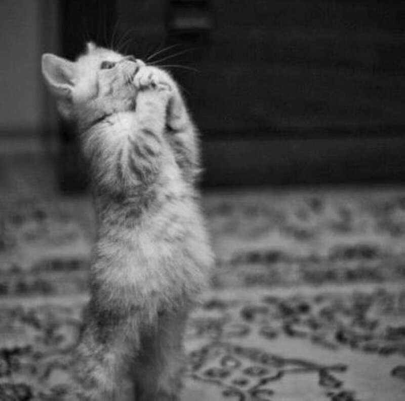 Kitten Standing on Hind Legs — Black