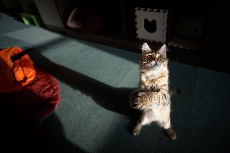 Kitten Standing on Hind Legs — Brown, Dramatic