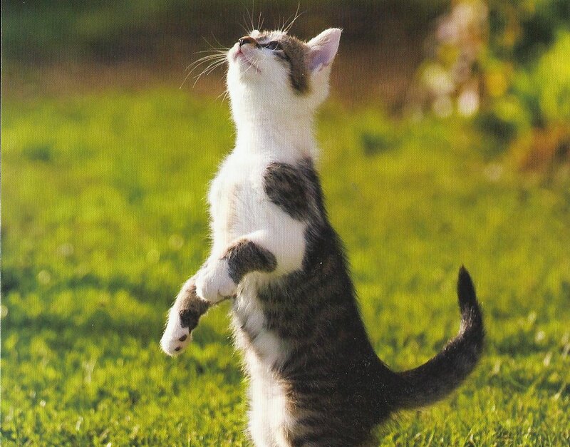 Kitten Standing on Hind Legs — Green, Playful