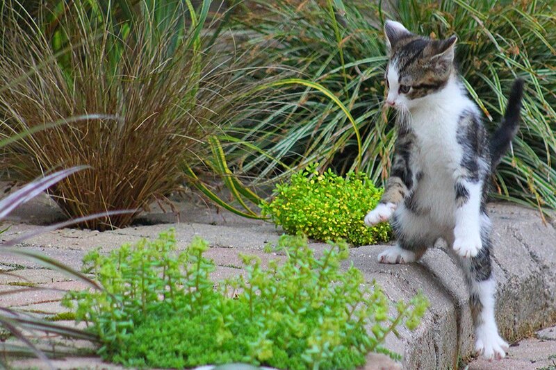 Kitten Standing on Hind Legs — Green