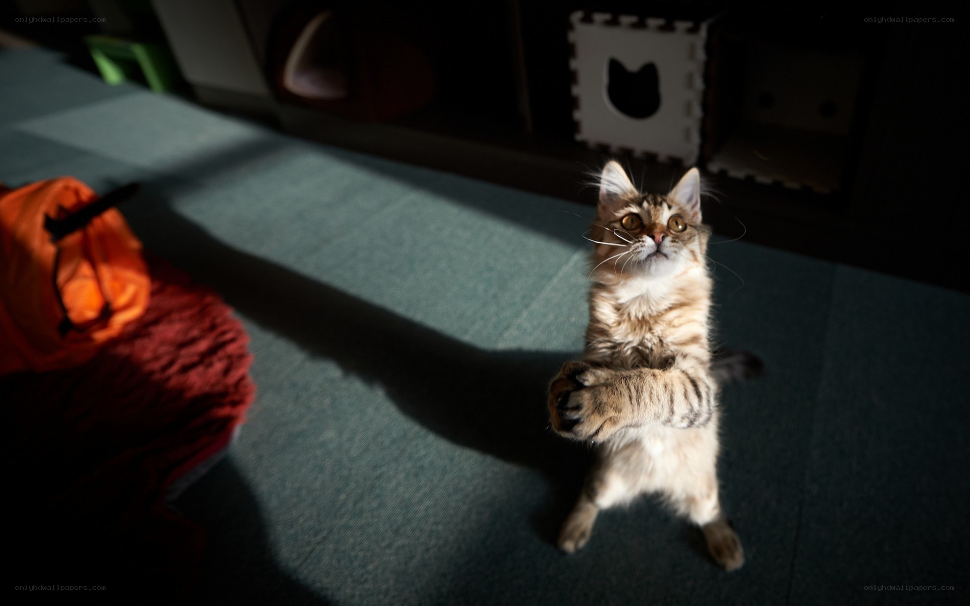 kitten standing on hind legs