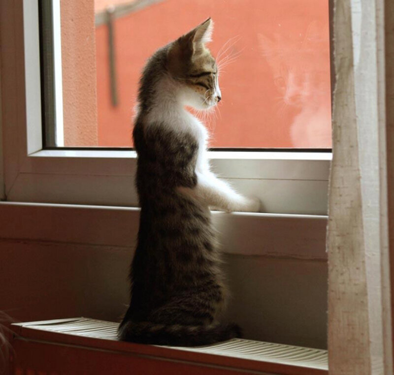Kitten Standing on Windowsill