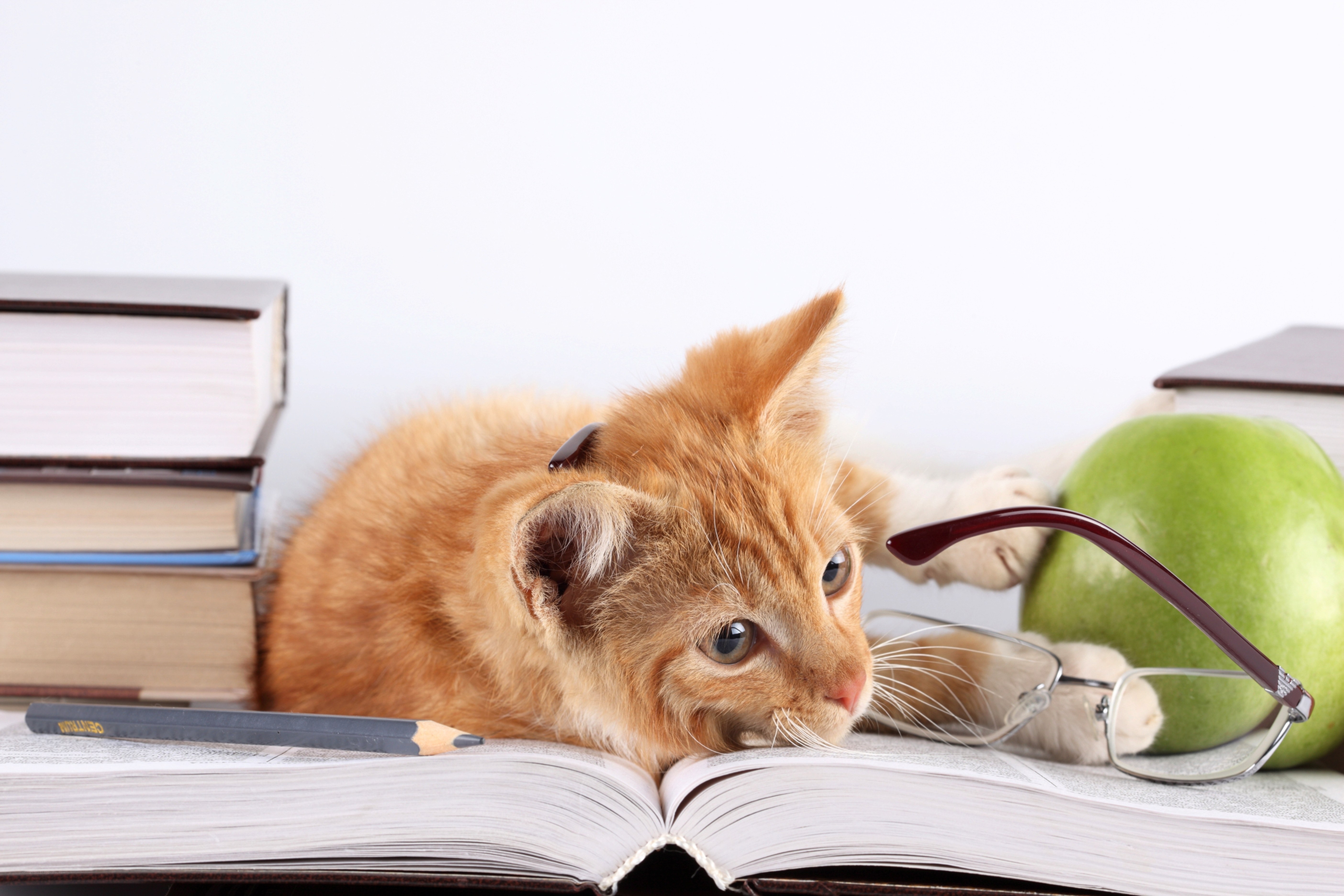 kitten studying with books
