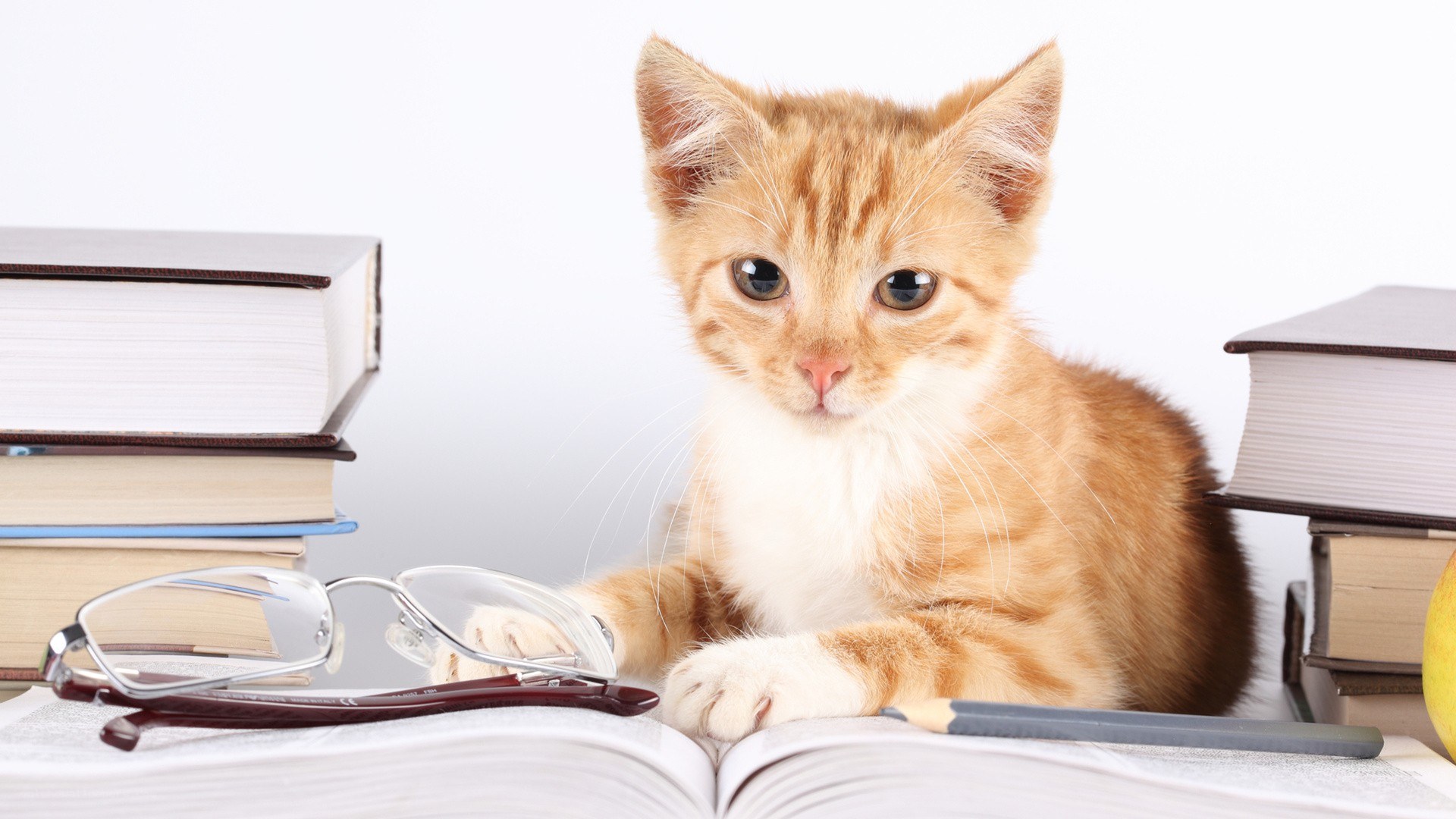 kitten studying with books