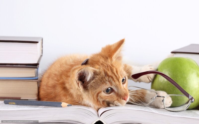 kitten studying with books
