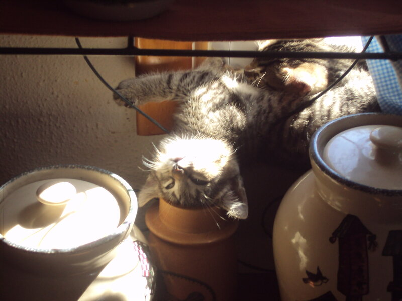 kitten sunbathing on shelf