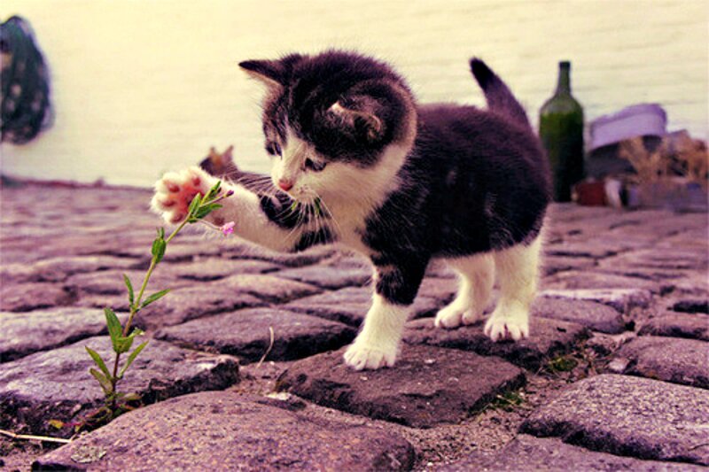 Kitten Touching Flower