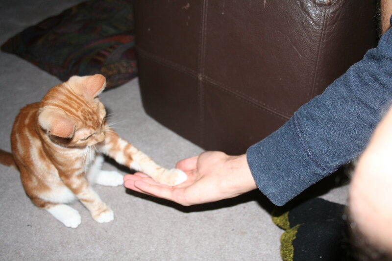 kitten touching hand