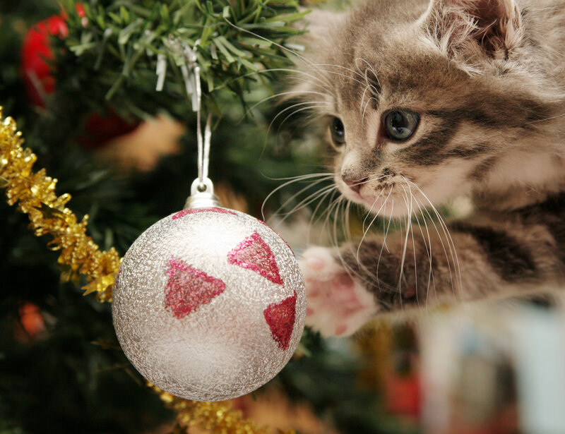 Kitten Touching Ornament