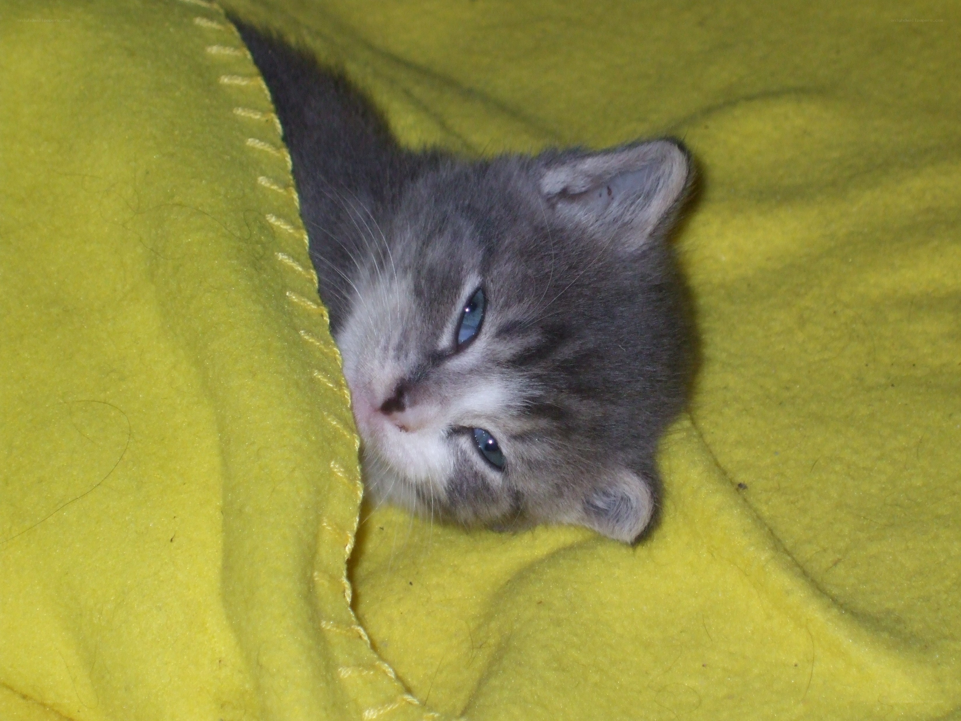 kitten under a blanket