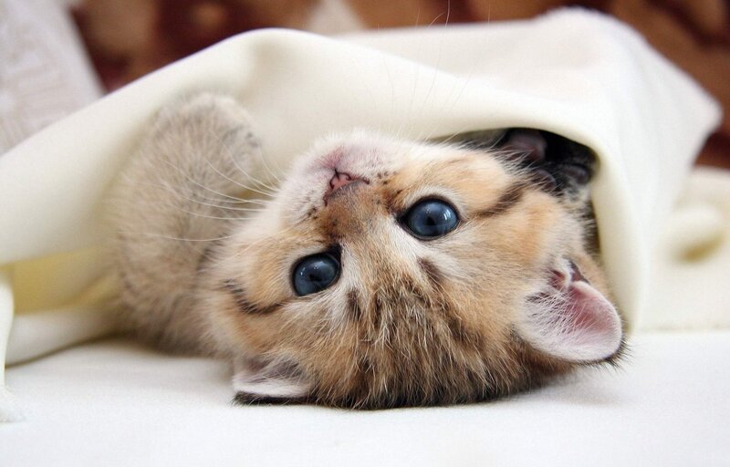 kitten under a blanket