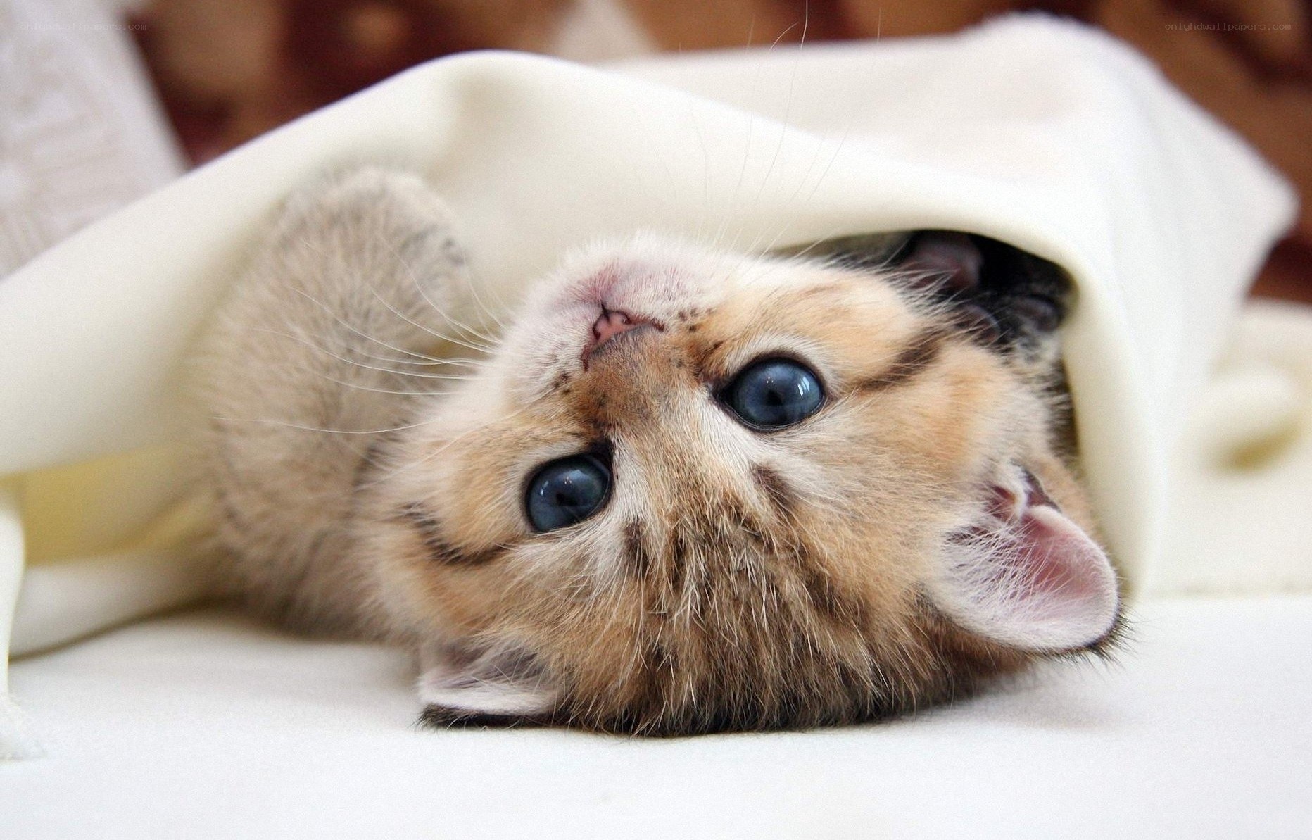 kitten under a blanket