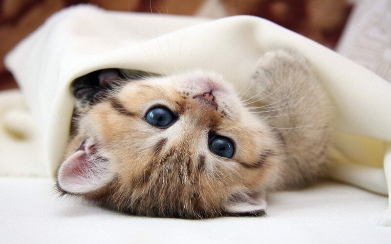kitten under a blanket