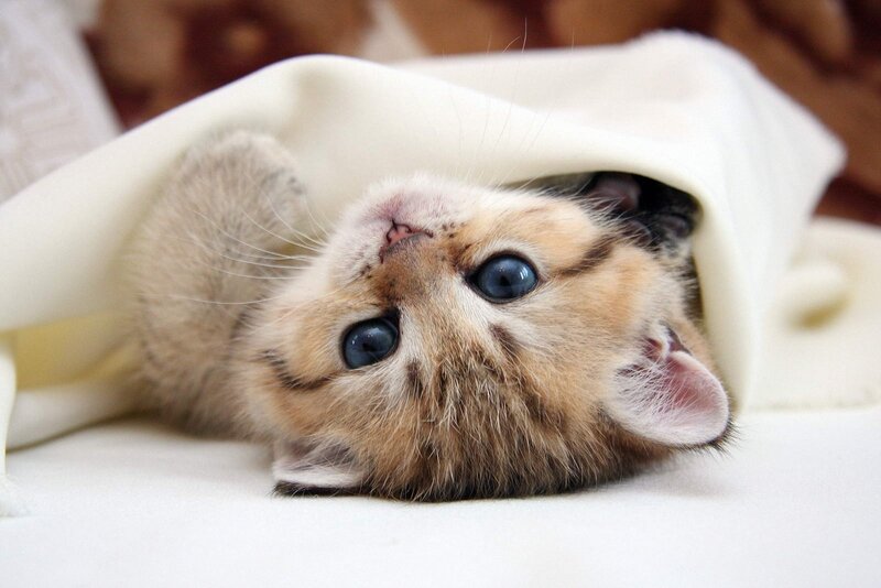kitten under a blanket