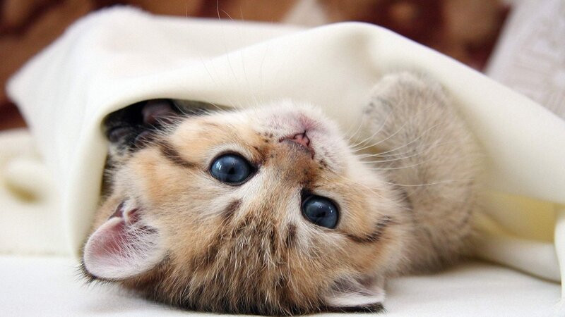 kitten under a blanket