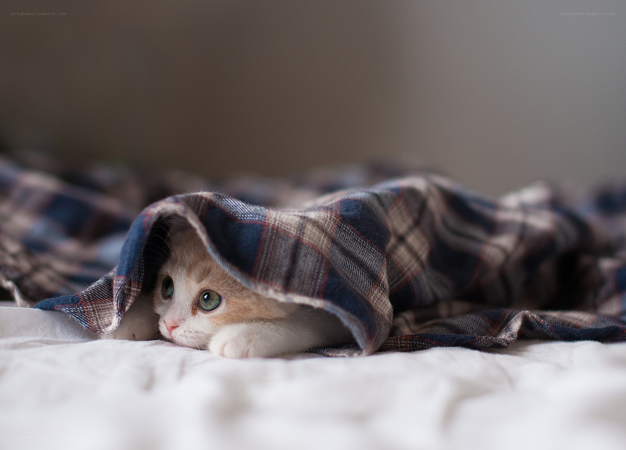 kitten under a blanket