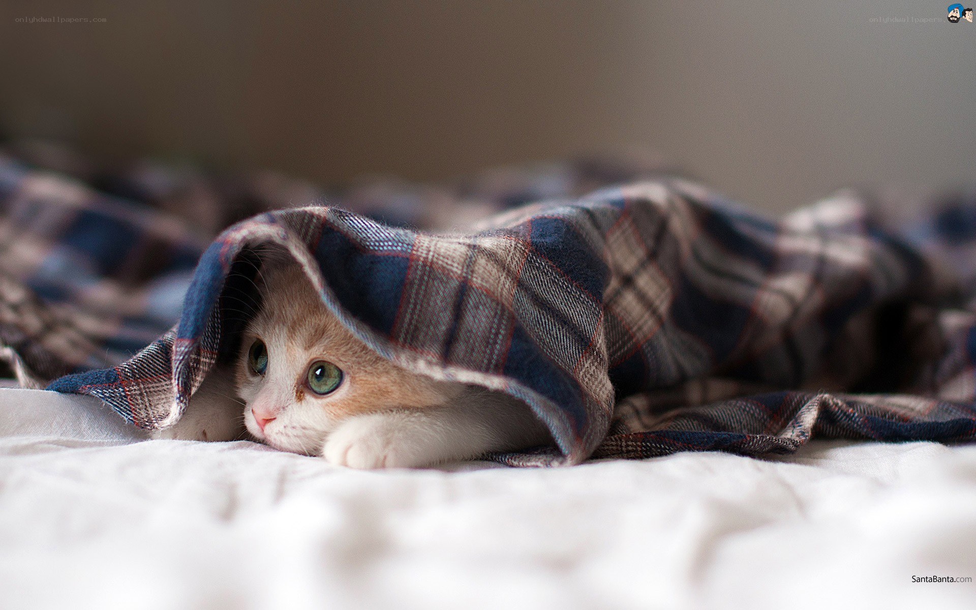 kitten under a blanket