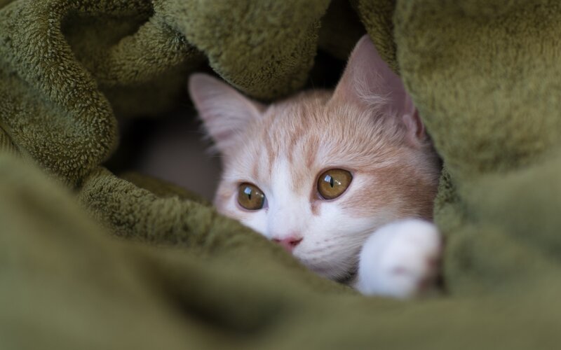 kitten under a blanket