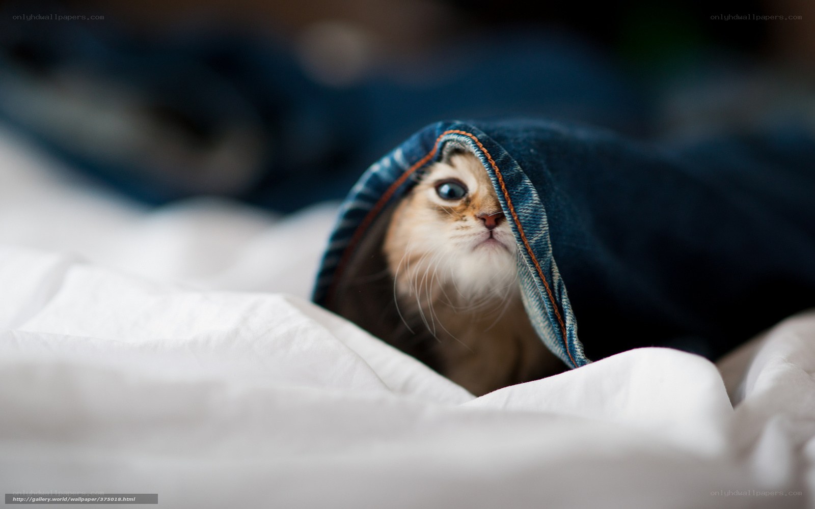 kitten under a blanket